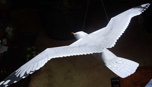 Sea gull just fits into frame