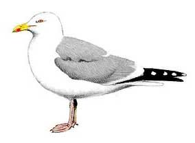SeaGull Glider