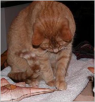 cat and Stegosaurus 7