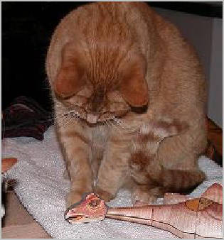 cat and Stegosaurus 8